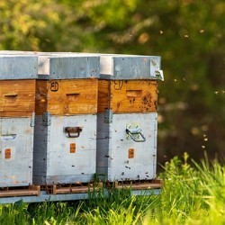 Online beehive purchase for beekeepers | Obee Shop