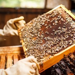 Rucher : achat de matériel d'apiculture pour conduire son rucher