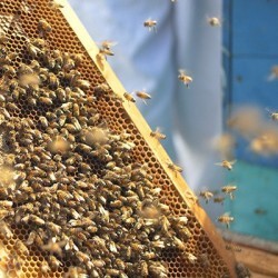 Purchase of bee swarm & queen for your hive | Obee Shop
