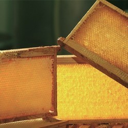 Hive frames and wax foundation for beekeepers | Obee Shop