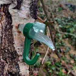 Birch sap: tapping material for professionals