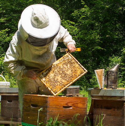 Apiculture